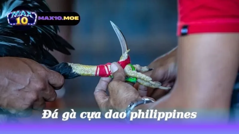 Đá gà cựa dao Philippines - Khám phá thế giới đầy kịch tính 1 da-ga-cua-dao-philippines
